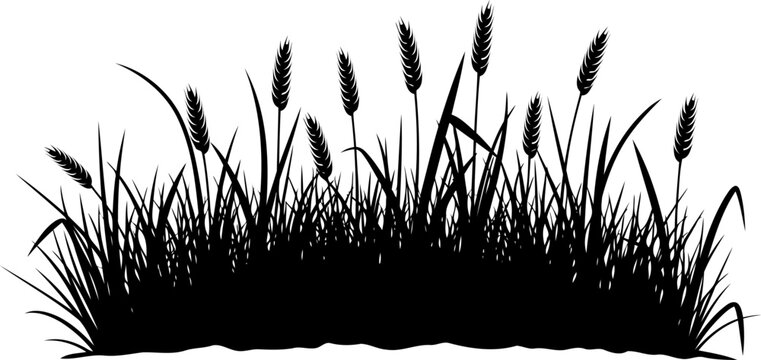 Wheat stalks with grain heads and long leaves silhouette vector