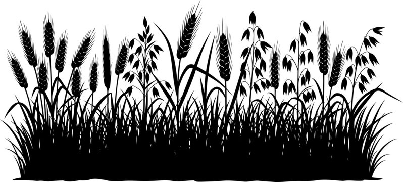 Agricultural cereal crops including wheat oats and barley silhouette vector