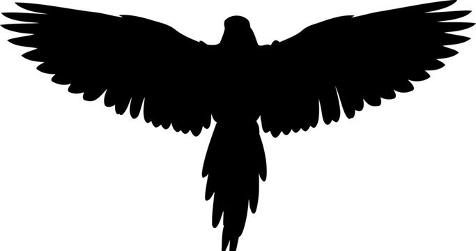 Flying parrot silhouette top view tropical bird vector illustration