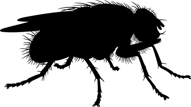 House fly silhouette side view pest insect vector graphic