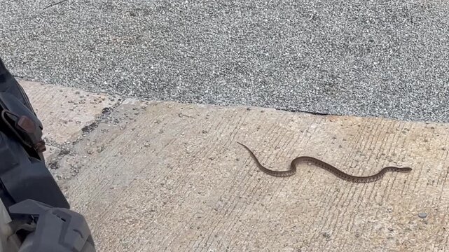 Small brown snake moving across a concrete road near a parked motorbike in an urban environment. Wildlife encounter in a city setting, showing nature adapting to human surroundings.