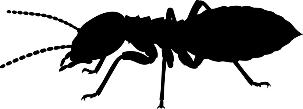 Worker ant silhouette side view garden insect vector illustration