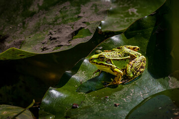 gr&uuml;ner Wasserfrosch auf Seerosenblatt