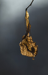 Dried linden leaf