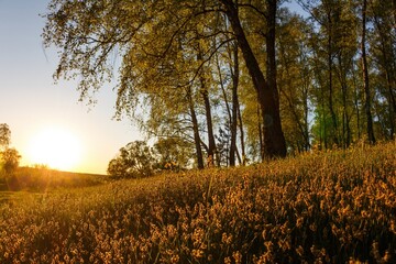 Naklejka premium Golden hour sun illuminates a hillside covered in tall, blooming grasses beside a dense birch forest canopy