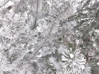 The close-up photo shows pine branches densely covered with frost or snow. Pine needles look fluffy and white, creating a winter or Christmas atmosphere.