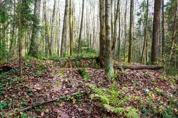 Obraz premium Woodland slope in late autumn with rich brown leaf litter and vibrant green mossy ferns beneath tall forest trees