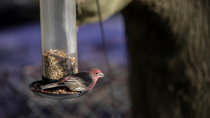 House finch bird eating seeds from feeder