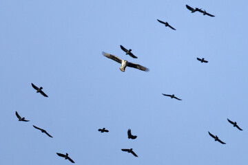 Fototapeta premium Bonelli’s Eagle (Aquila fasciata) Flying Through a Flock of Jackdaws