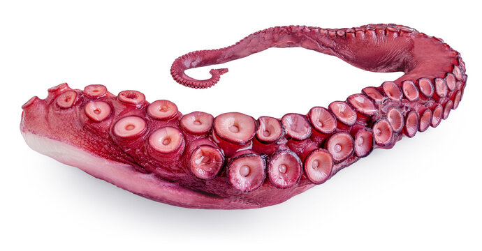 Octopus tentacle isolated over white background. Octopus's arm with Octopus suckers closeup.  Package design element