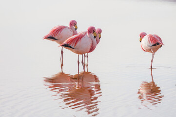 Obraz premium Flamingo