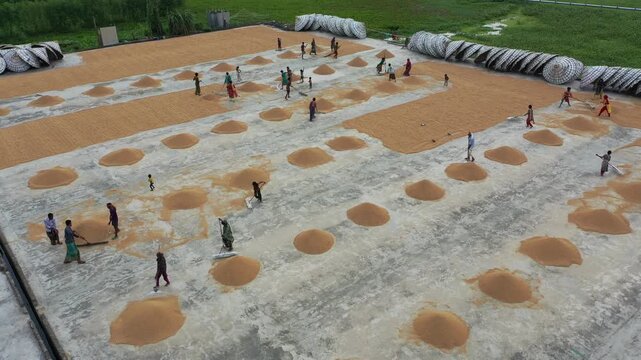 Workers meticulously spread rice grains under the sun to dry, creating a beautiful patchwork of gold and stone