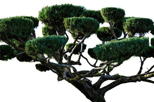 Arbre de jardin taill&eacute; style japonais (Bonsa&iuml;)