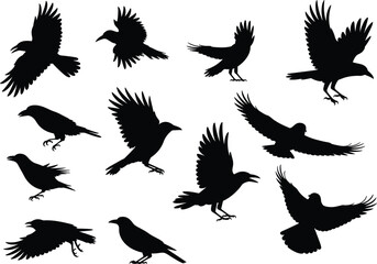 Obraz premium Collection of flying crow silhouettes black bird vector set showing multiple wing positions, wildlife illustration, design elements for Halloween, nature, mystery concepts