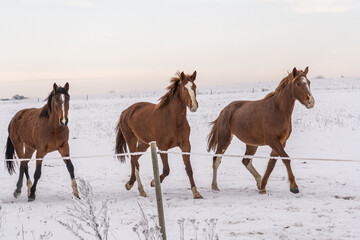 Three chestnut horses walking together through snowy pasture in winter countryside, calm rural mood, sense of freedom and quiet strength in cold northern landscape