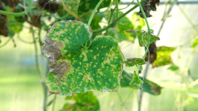 Diseased cucumber leaf affected by tobacco mosaic virus or other fungal infections. Peronosporaceae, Erysiphales, Sclerotinia sclerotiorum, Botrytis, Sclerotinia, Apiognomonia errabunda, Phytophthora