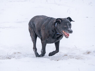 Playful black dog running through fresh snow, joyful expression and open mouth, lively winter moment capturing energy, happiness and companionship in cold outdoor landscape