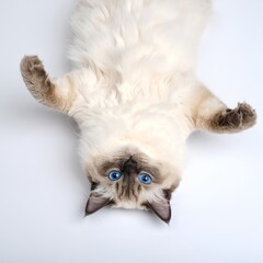 Obraz premium Ragdoll cat playfully lying on its back against a clean white background