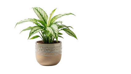 Potted plant with green leaves isolated on transparent background