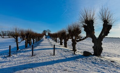 Festonallee in Kl&uuml;tz am Schloss Bothmer in Mecklenburg-Vorpommern