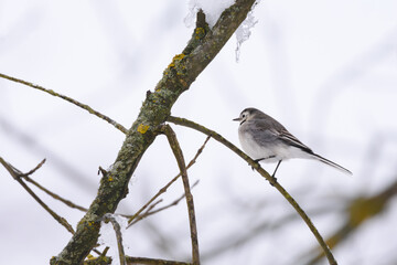 Fototapeta premium White Wagtail on a tree branch