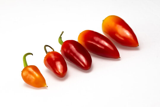 Jalapeno peppers in a row