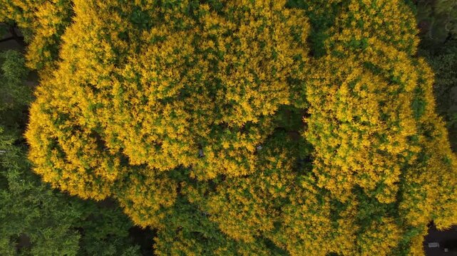 Arbol en Calle Bv Santa Fe