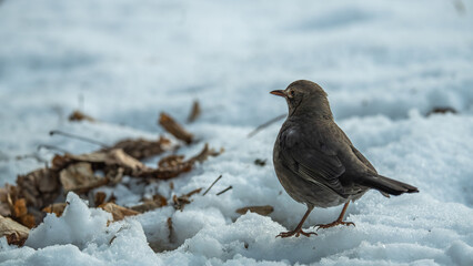 Blackbird is interested