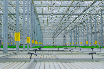 Inside of a large, modern greenhouse. Rows of green seedlings grow on a hydroponic farm with irrigation equipment