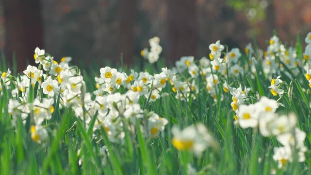目線の高さで捉えた水仙の群生と里山の風景（パン映像）