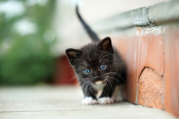 cute black tuxedo kitten hunting outdoors
