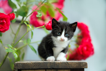 cute black and white kitten posing with blooming roses outdoors