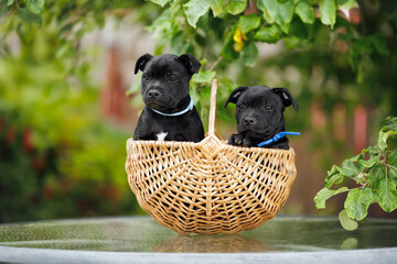 two black staffordshire bull terrier puppies posing together in a basket