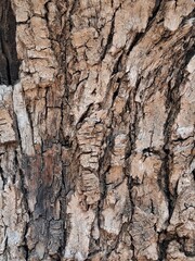 Obraz premium bark of a tree