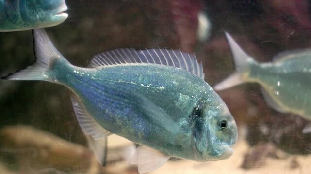 Gilthead bream swimming in a large aquarium