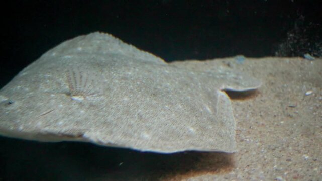 Camouflaged flatfish swimming on the sandy seabed