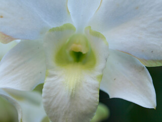 close up of white orchid