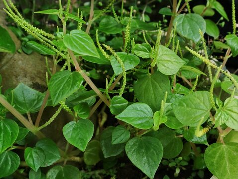 Fresh green peperomia pellucida plant in garden. Perfect for botanical, herbal medicine, and nature-themed content