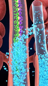 Vertical Close-Up CGI Animation Showing Osmoregulation Process, Blue Spheres in Blood Vessels, Science Visualization