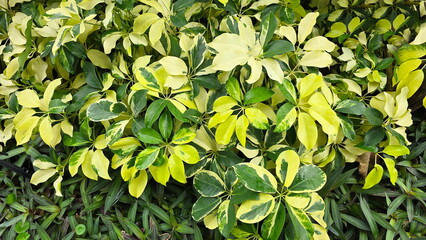 Obraz premium The Variegated Dwarf Umbrella Tree has dark green leaves interspersed with patches of creamy white or yellow. The Heptapleurum arboricola 'Variegata', has palmately compound leaves with 7-9 leaflets. 