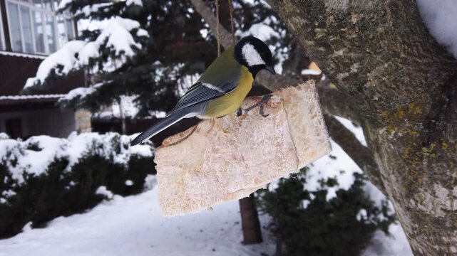  Great tits, Parus major feeding on pork fatback in snowy winter garden 