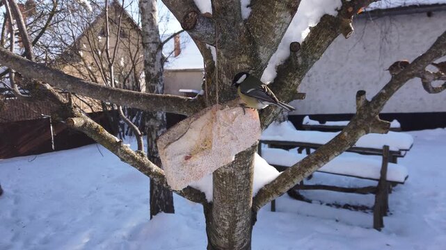  Great tits, Parus major feeding on pork fatback in snowy winter garden 