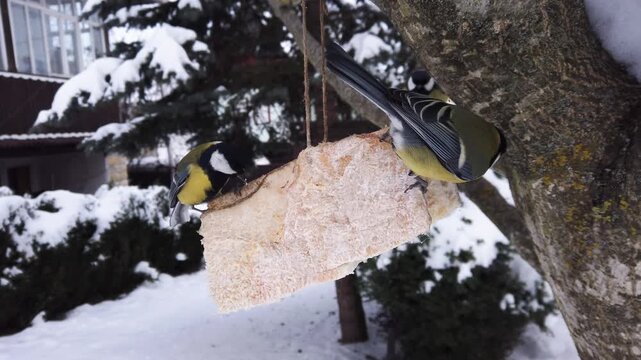  Great tits, Parus major feeding on pork fatback in snowy winter garden 