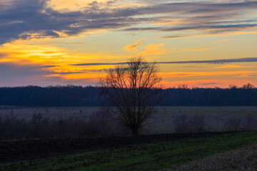 Fototapeta premium A lone tree stands tall against a dramatic golden sunset over a dark horizon line and a vast field. Vibrant orange and yellow colors of the evening sky create a majestic and peaceful landscape,