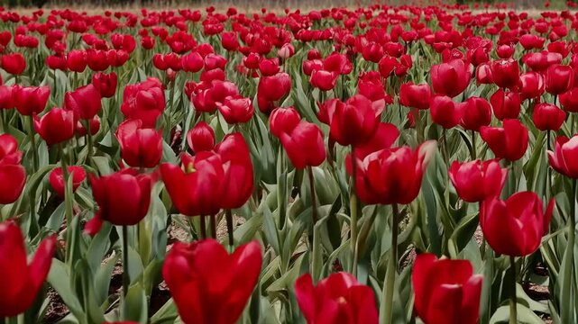 Camera pushing forward framing red tulip field at farm revealing foreground blooms green stems soil
