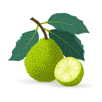 Flat 2D minimalist illustration of a Breadfruit, modern vector design with white background.