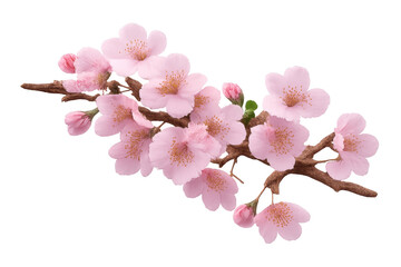 Naklejka premium Cherry blossom branch with delicate pink flowers and nascent buds
