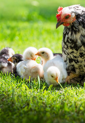 Mother hen with its baby chicken