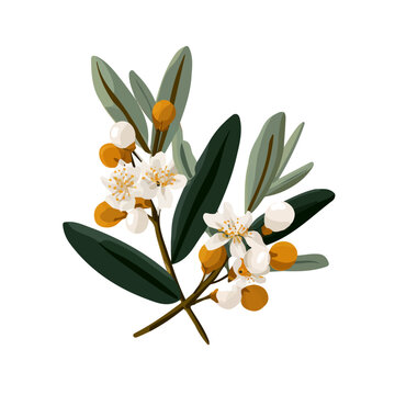 Clean 2D flat vector depiction of a Oleaster, designed in minimalist modern style with white background.