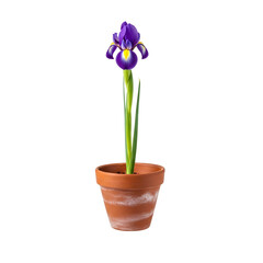 Naklejka premium Purple iris flower in terracotta pot PNG. Single spring blooming plant. Beautiful floral element for garden design or nature decoration concept PNG. Iris flower potted for gardening isolated